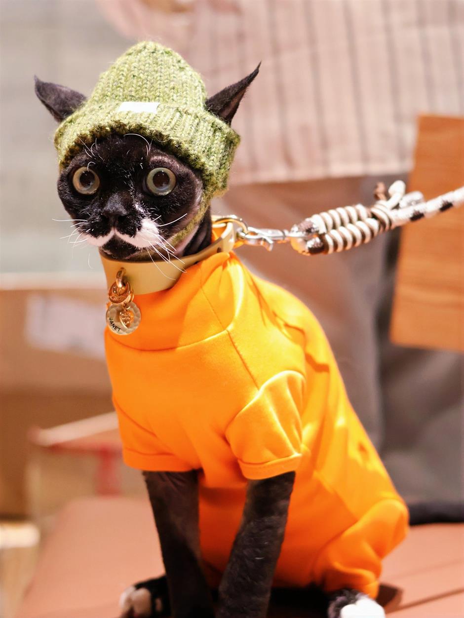 The Day Shanghai's Cats Took Over the Movies