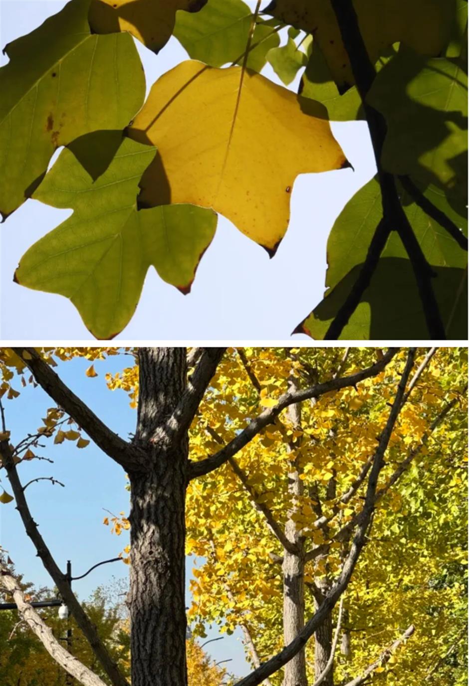 太美啦!去杨浦这两条路