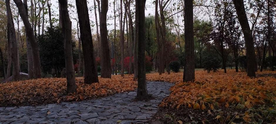 With Shanghai's Outer Ring Forest Belt, A Garden City Takes Shape