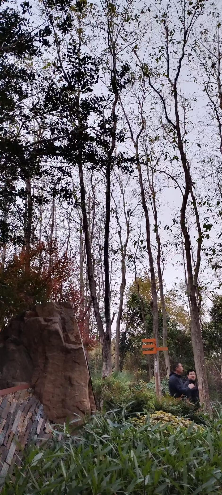 With Shanghai's Outer Ring Forest Belt, A Garden City Takes Shape