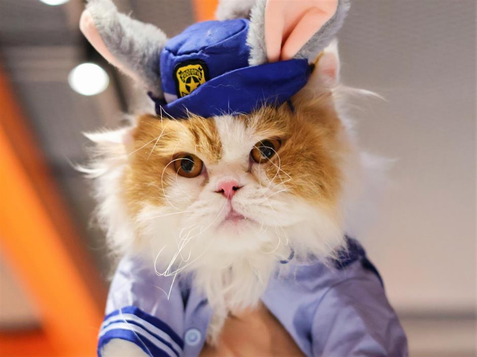 The Day Shanghai's Cats Took Over the Movies