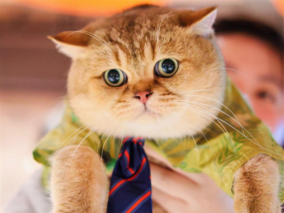 The Day Shanghai's Cats Took Over the Movies