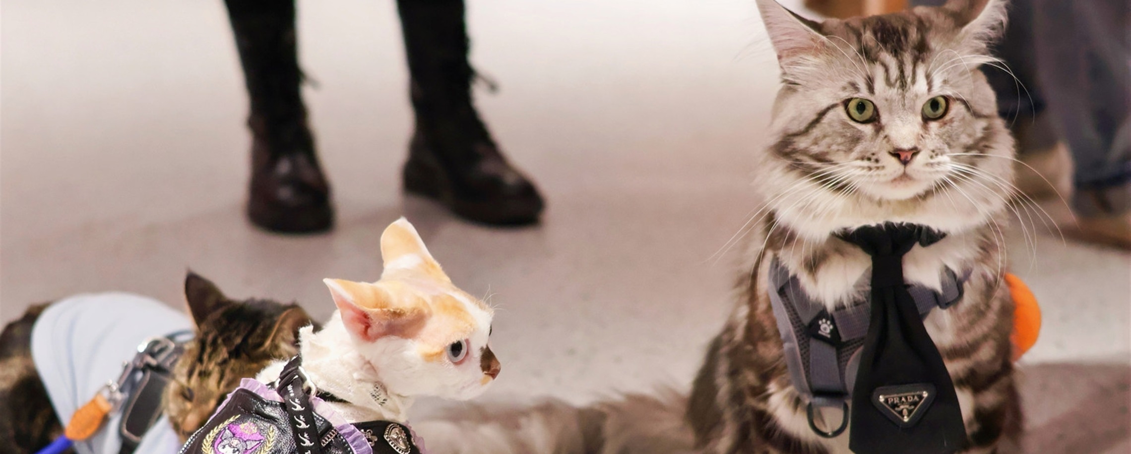 The Day Shanghai's Cats Took Over the Movies