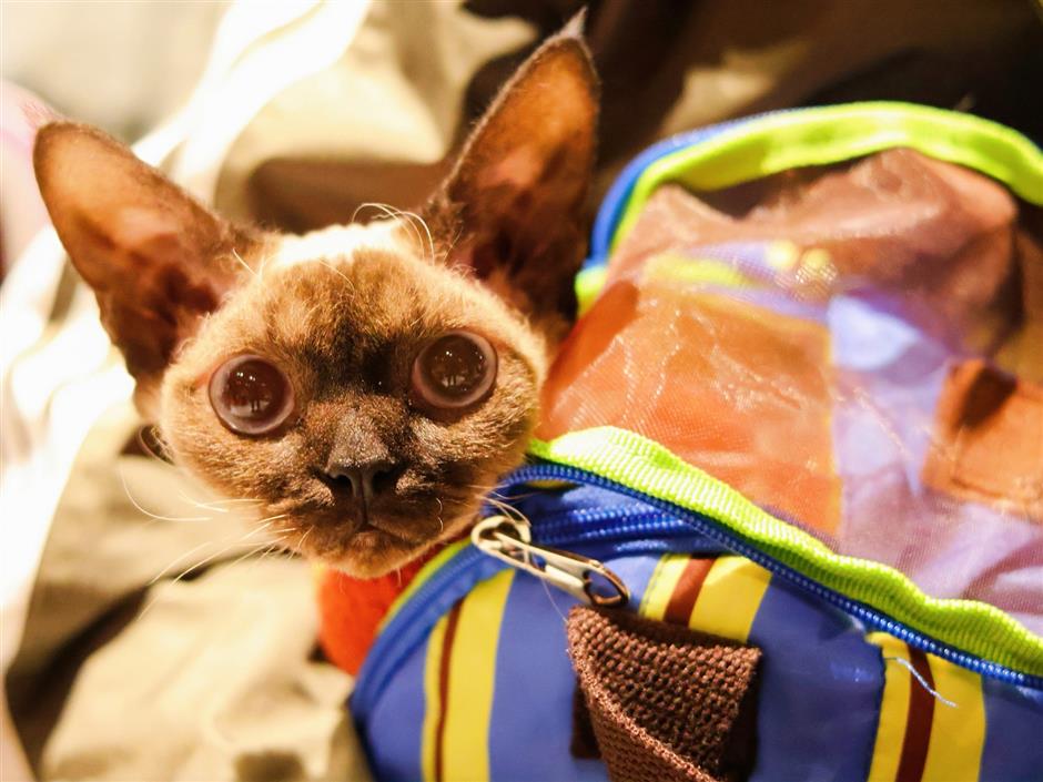 The Day Shanghai's Cats Took Over the Movies