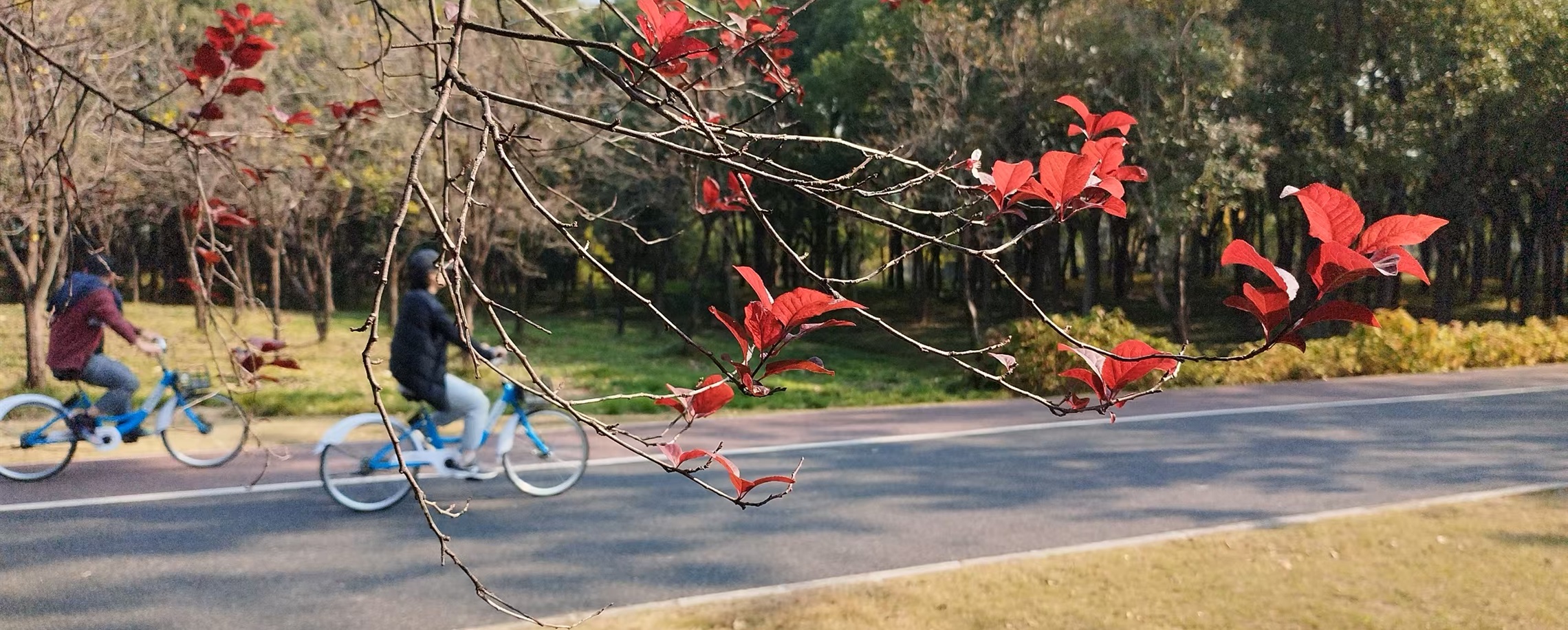 With Shanghai's Outer Ring Forest Belt, A Garden City Takes Shape