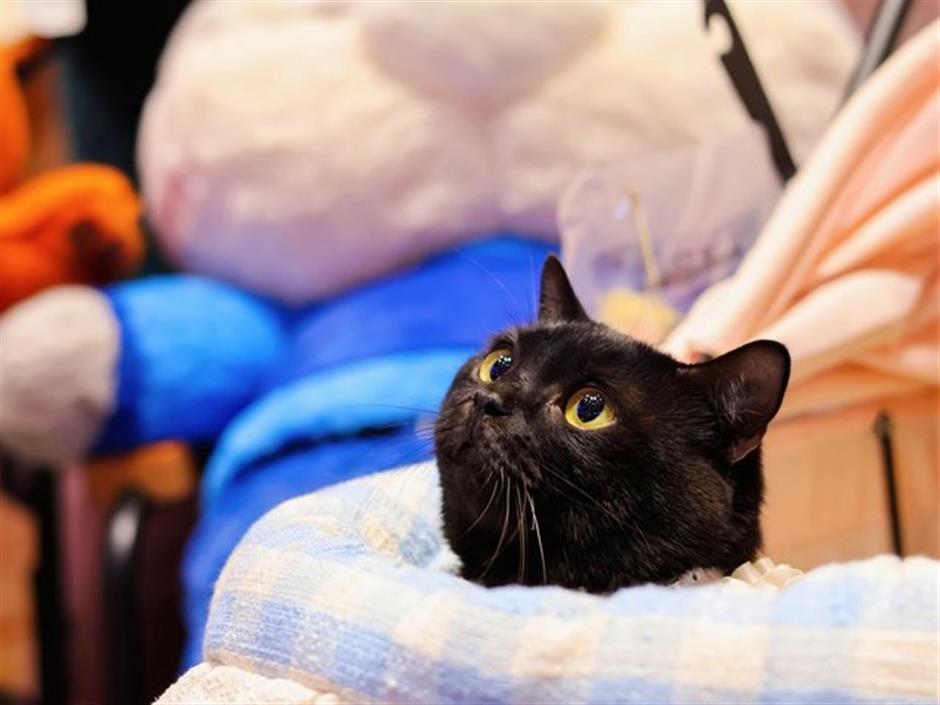 The Day Shanghai's Cats Took Over the Movies