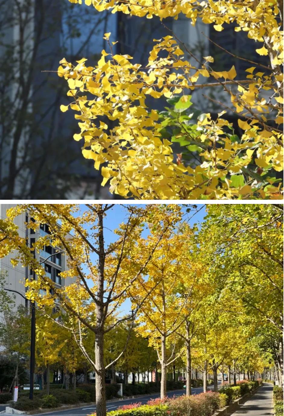 太美啦!去杨浦这两条路