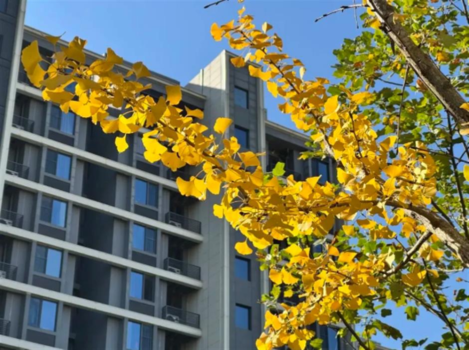 太美啦!去杨浦这两条路