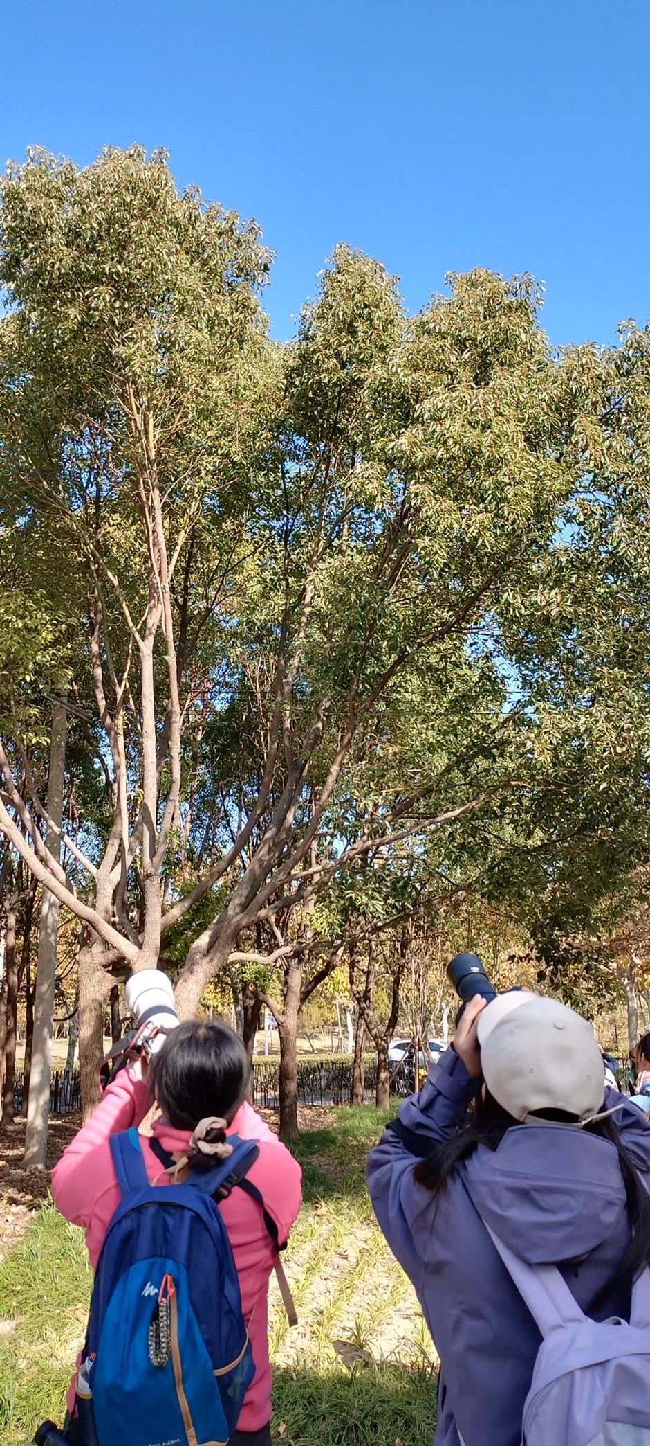 With Shanghai's Outer Ring Forest Belt, A Garden City Takes Shape