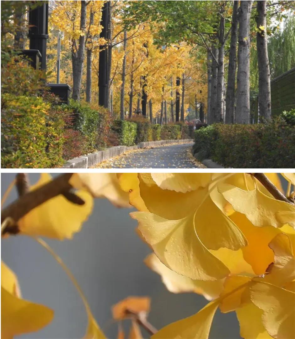 太美啦!去杨浦这两条路