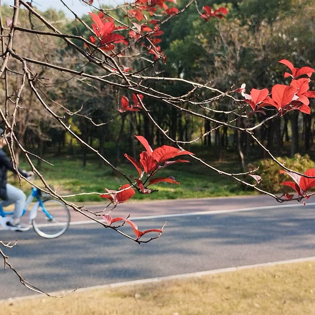 With Shanghai's Outer Ring Forest Belt, A Garden City Takes Shape