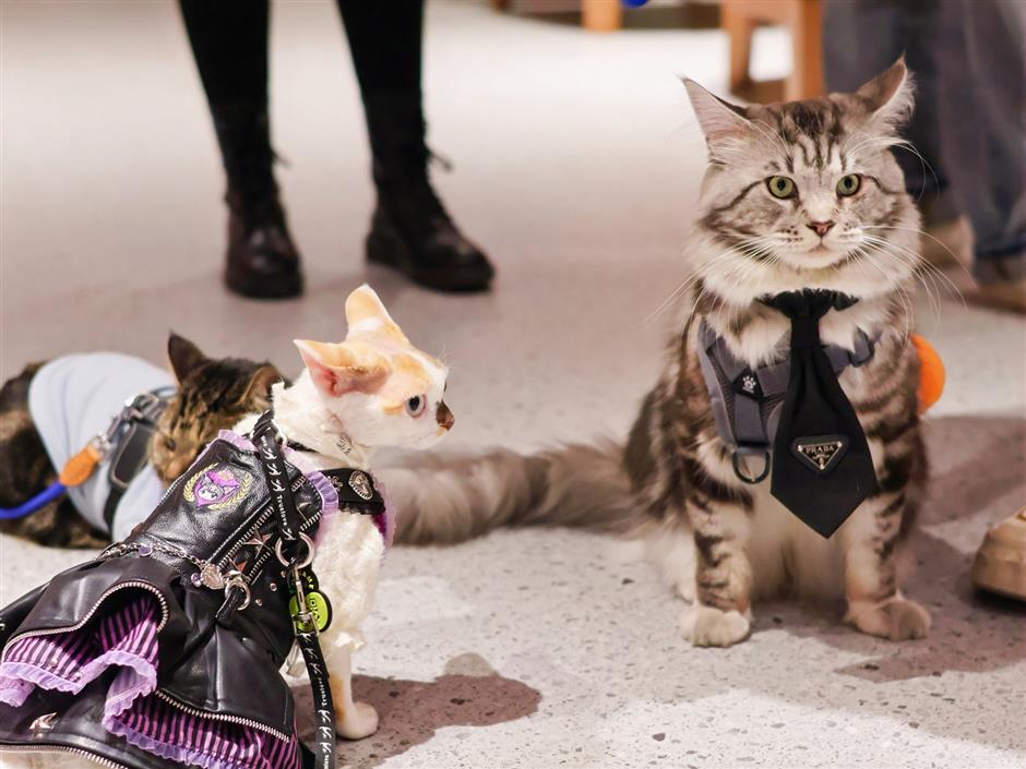 The Day Shanghai's Cats Took Over the Movies