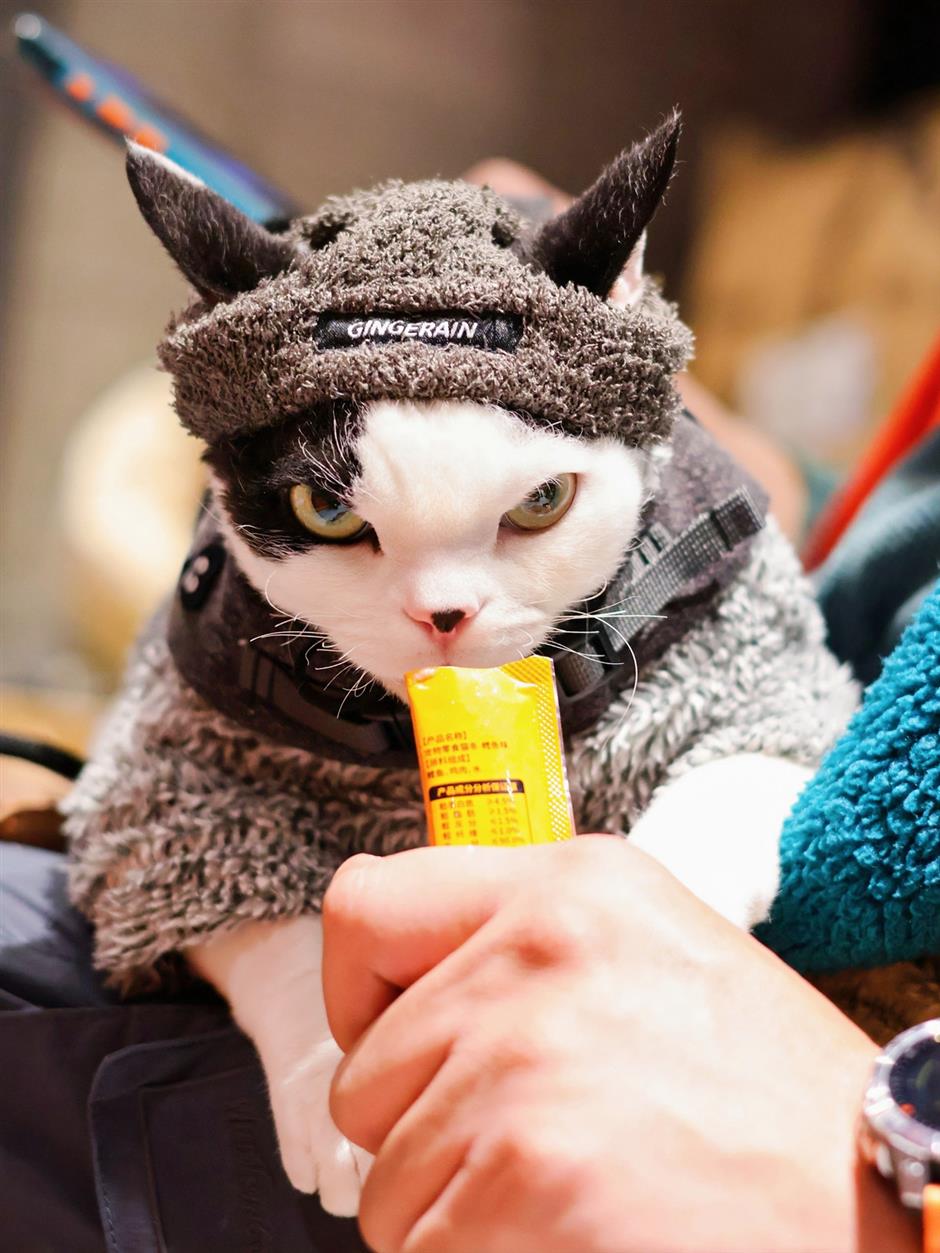 The Day Shanghai's Cats Took Over the Movies