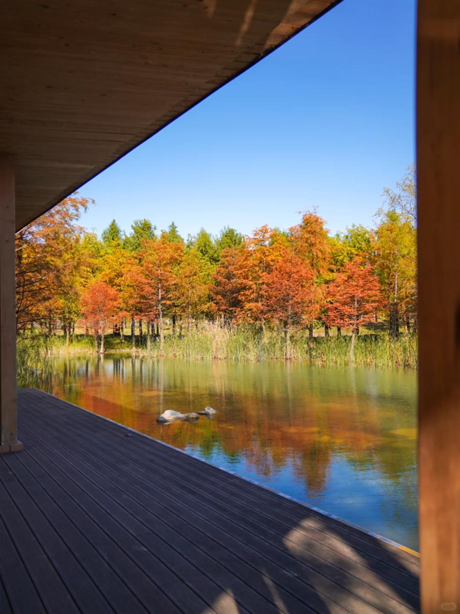 杉树红了!魔都水上森林出片率100%!