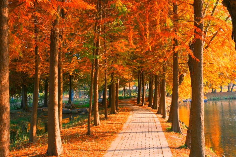 杉树红了!魔都水上森林出片率100%!