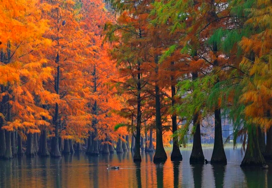 杉树红了!魔都水上森林出片率100%!