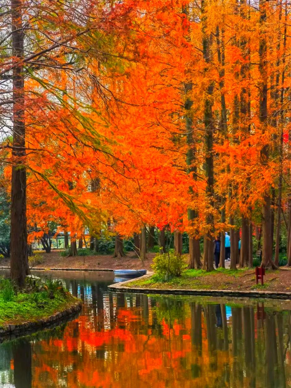 杉树红了!魔都水上森林出片率100%!