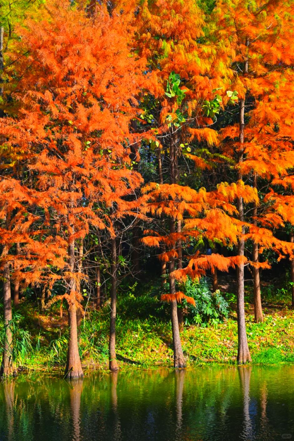 杉树红了!魔都水上森林出片率100%!