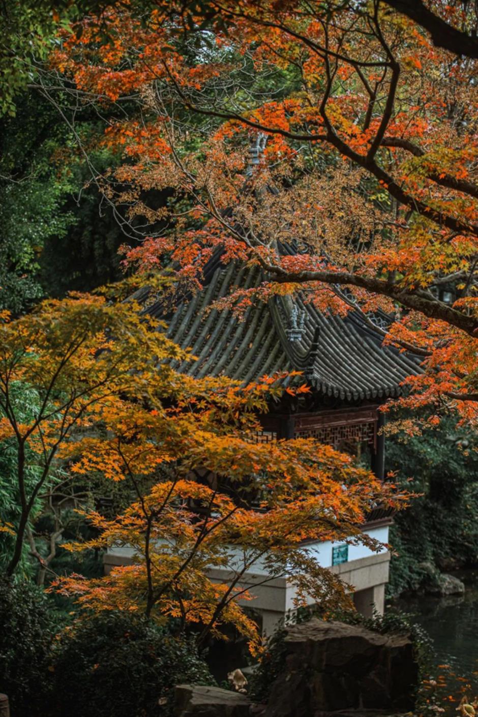 沪上园林,已达颜值巅峰!