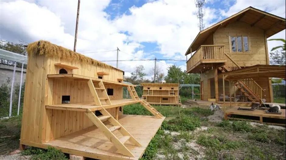 The Woman Who 'Crashes' Weddings to Feed 126 Stray Animals