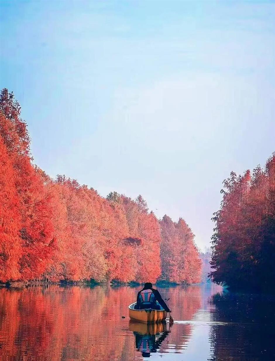 魔都最大水杉林,開始紅了!