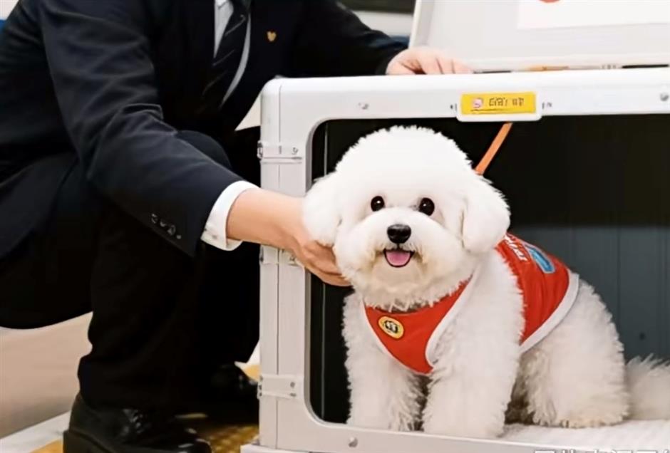 China Upgrades High-Speed Rail Pet Transport Service