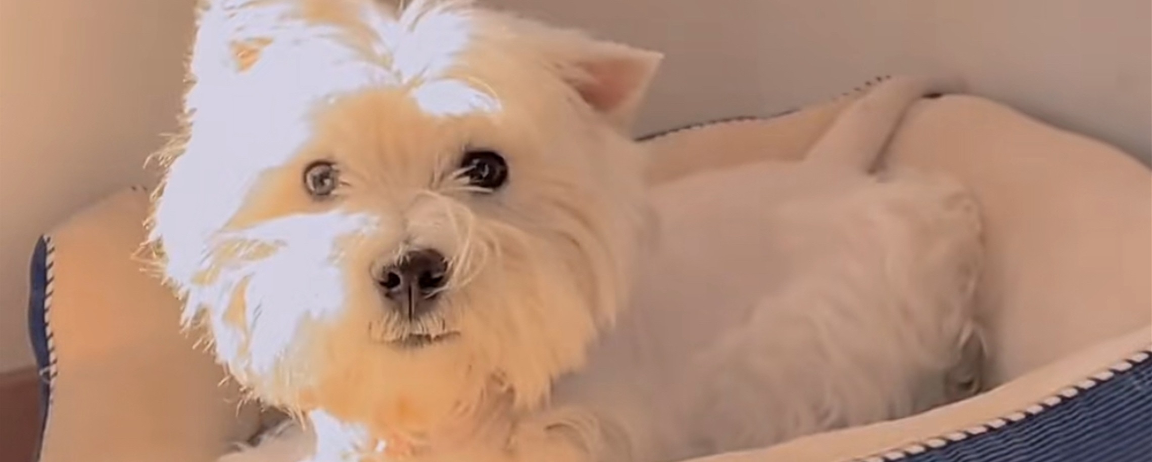 Man Sentenced to 4 Years for Poisoning 9 Pet Dogs in Beijing