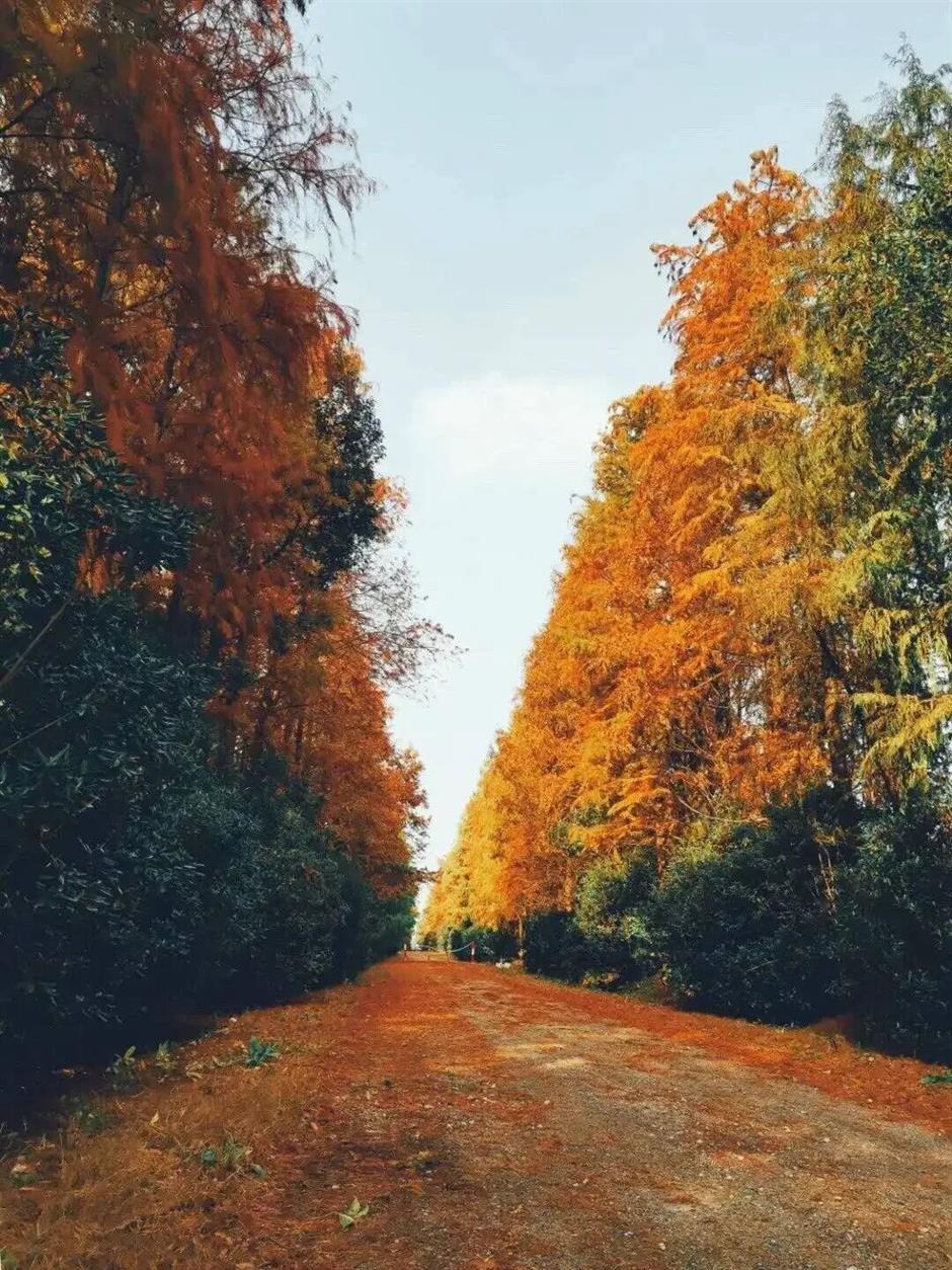 魔都最大水杉林,開始紅了!