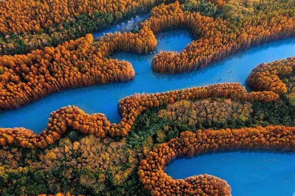 魔都最大水杉林,開始紅了!