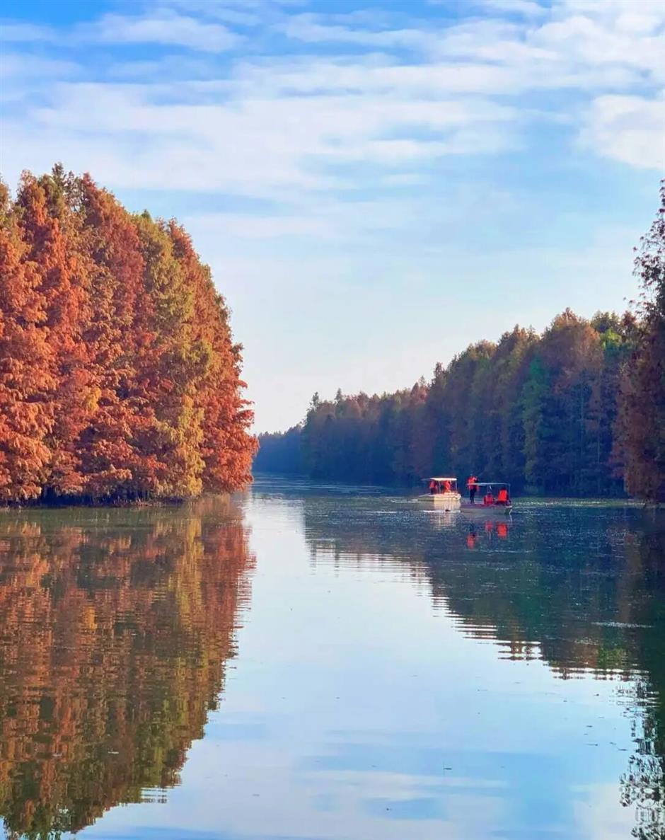 魔都最大水杉林,開始紅了!