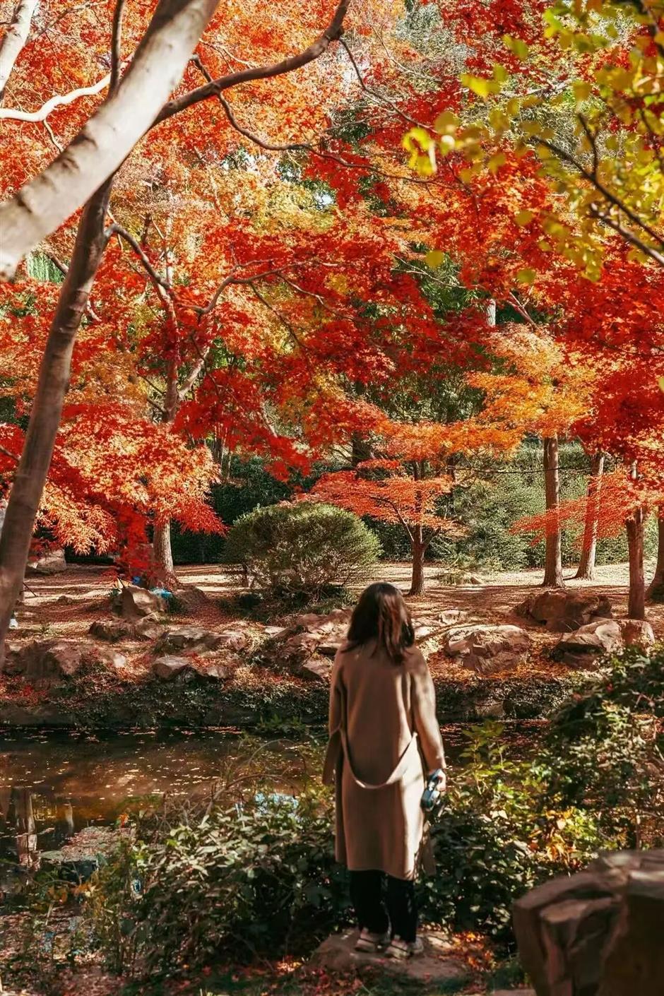 最佳观赏期!上海,红
