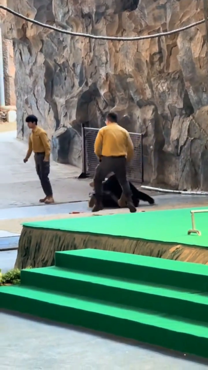 Hangzhou Zoo Permanently Halts Bear Shows After Trainer Scuffle