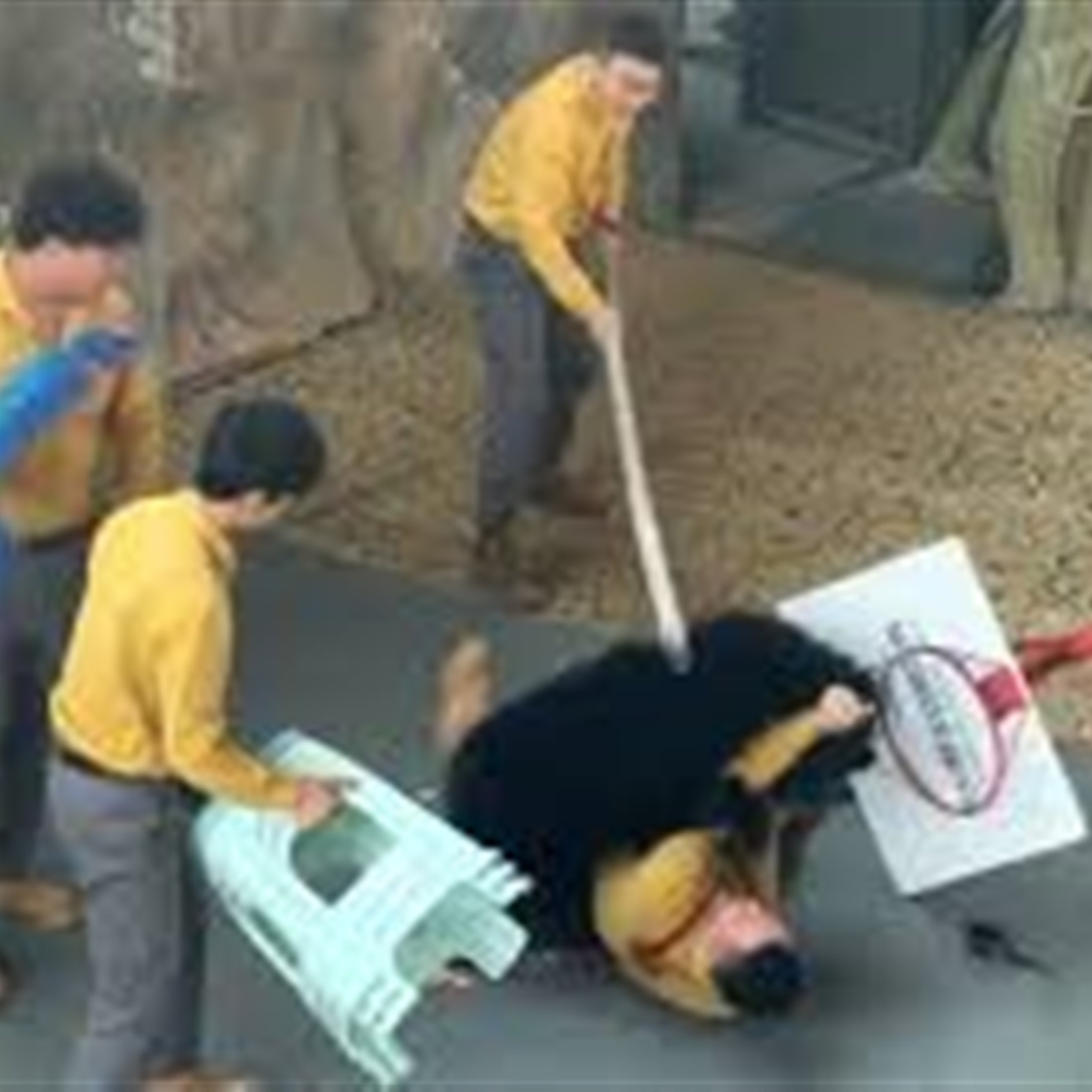 Hangzhou Zoo Permanently Halts Bear Shows After Trainer Scuffle