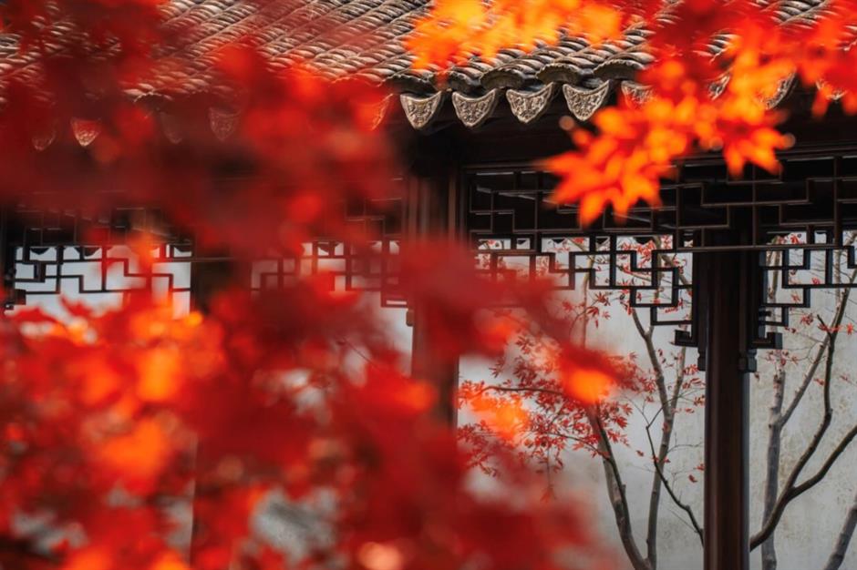 最佳观赏期!上海,红