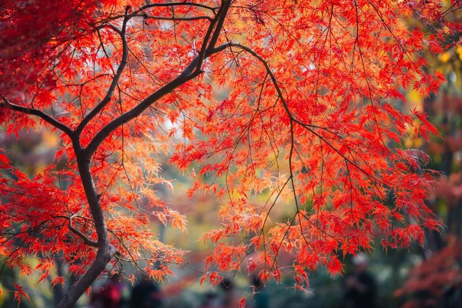 最佳观赏期!上海,红