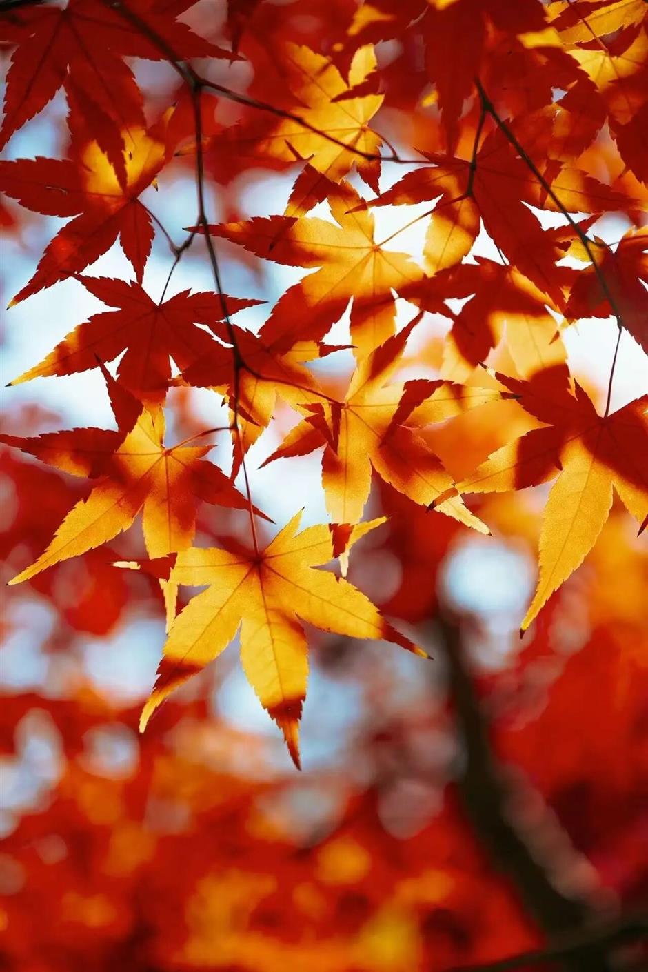 最佳观赏期!上海,红