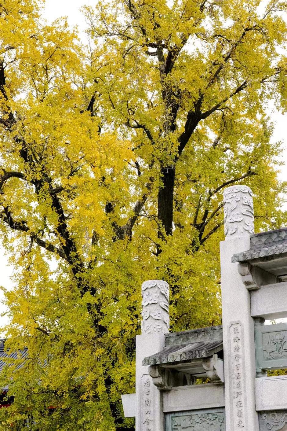 旅超|滴,您有一份璀璨浦东秋冬