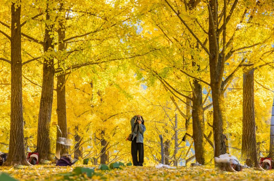 旅超|滴,您有一份璀璨浦东秋冬