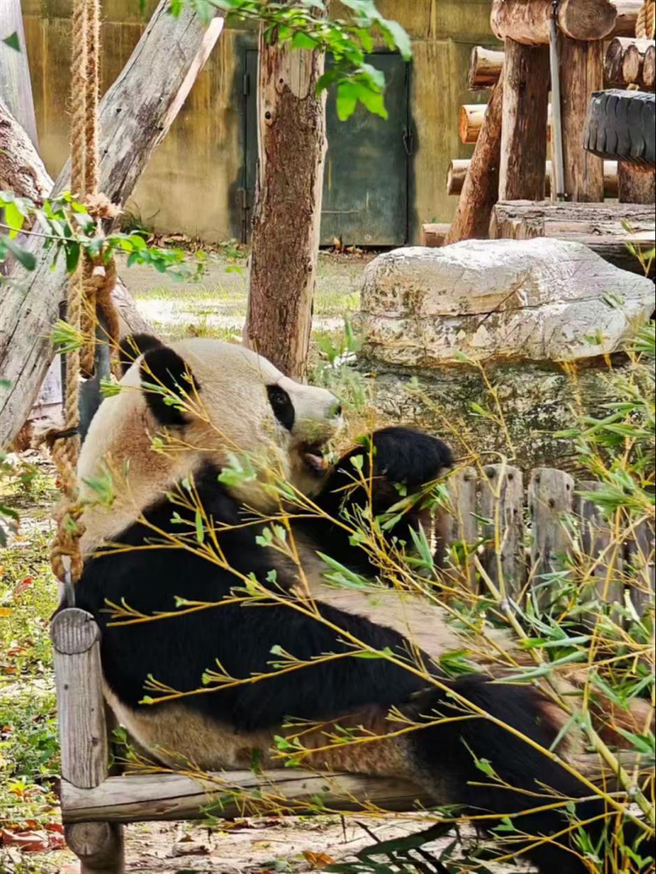 旅超|滴,您有一份璀璨浦东秋冬