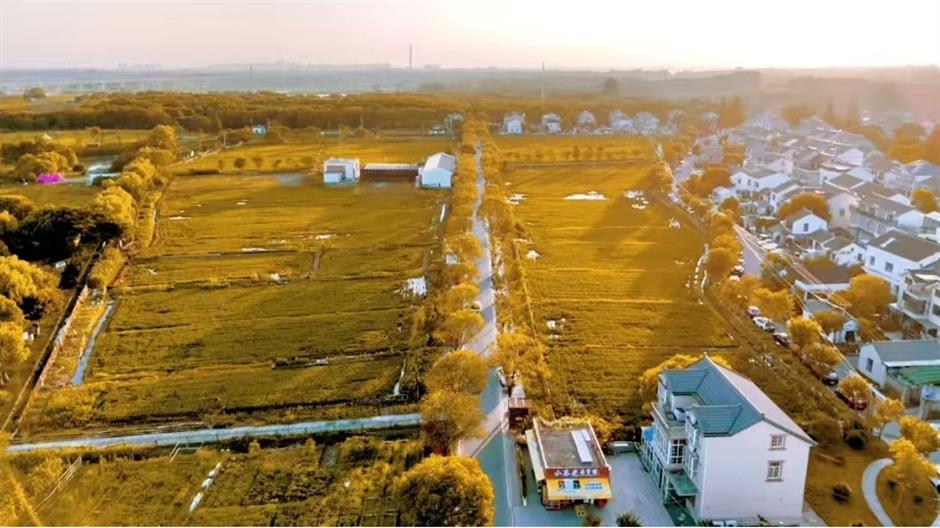 风景绝佳!一条线路串联水杉、古镇、村野,骑行去