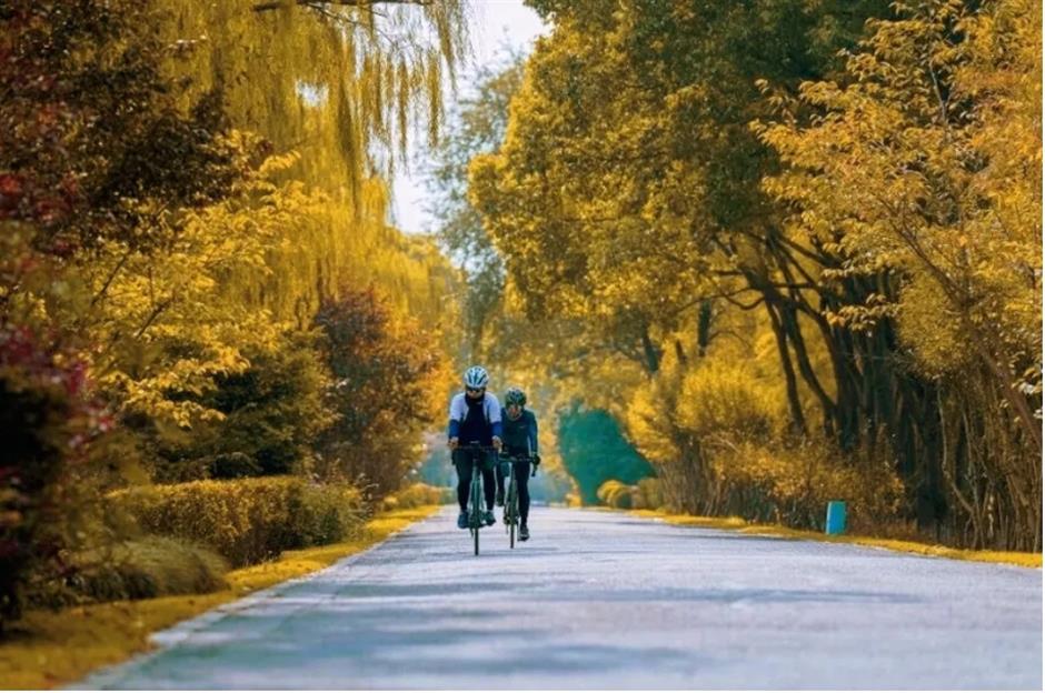 风景绝佳!一条线路串联水杉、古镇、村野,骑行去