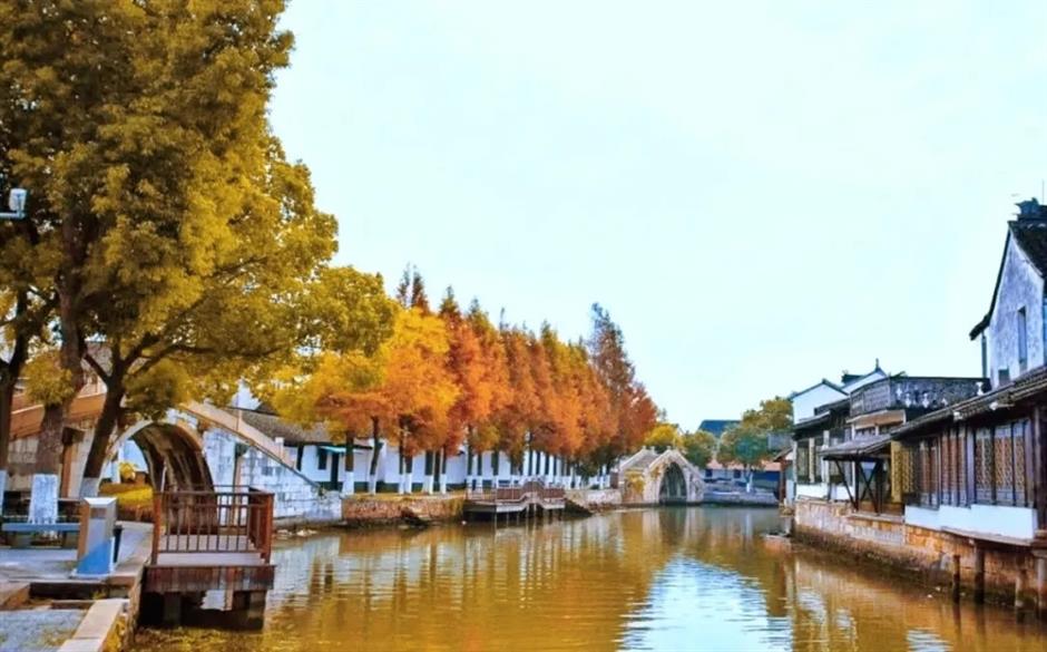 风景绝佳!一条线路串联水杉、古镇、村野,骑行去