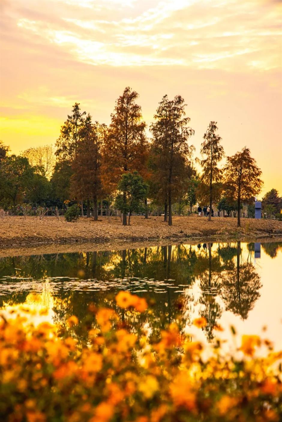 风景绝佳!一条线路串联水杉、古镇、村野,骑行去