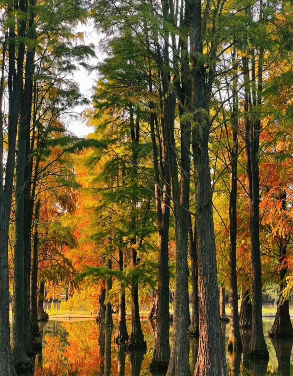 风景绝佳!一条线路串联水杉、古镇、村野,骑行去
