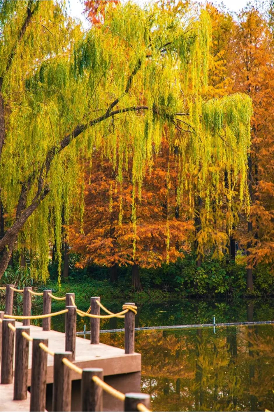 风景绝佳!一条线路串联水杉、古镇、村野,骑行去