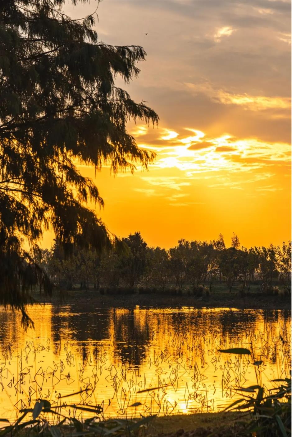 风景绝佳!一条线路串联水杉、古镇、村野,骑行去