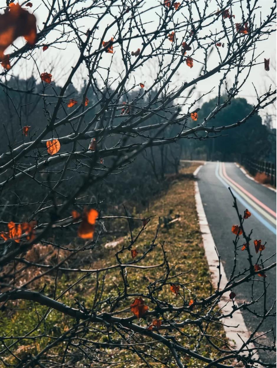 风景绝佳!一条线路串联水杉、古镇、村野,骑行去