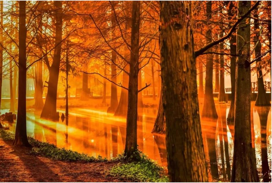 风景绝佳!一条线路串联水杉、古镇、村野,骑行去