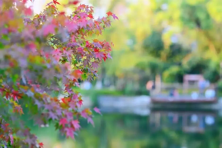 免费!鲜为人知!闹市藏着红枫黛瓦中式美学