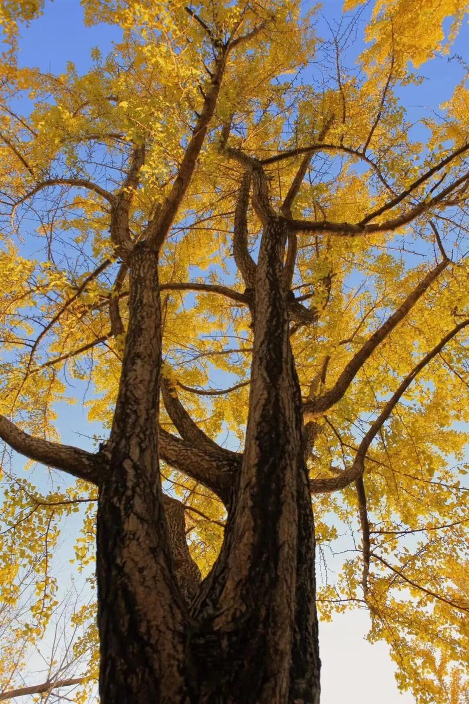 免费!鲜为人知!闹市藏着红枫黛瓦中式美学